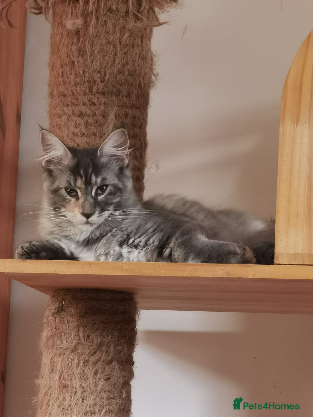 Maine Coon cats for sale: Four beautiful Maine Coon kittens-two girls left - Image 4