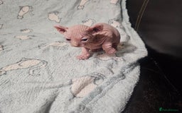 Sphynx cats for sale: From odd eyes father elf shpynx tica pedigree.  - Image 8