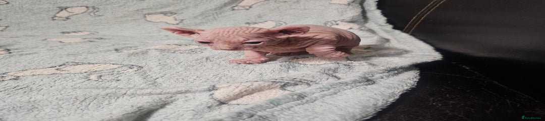 Sphynx Kitten 1