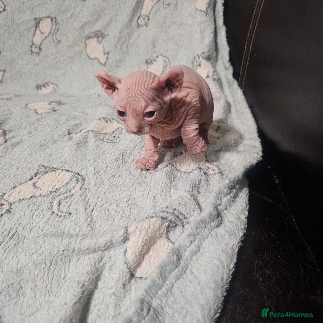 Sphynx cats for sale: From odd eyes father elf shpynx tica pedigree.  - Image 8