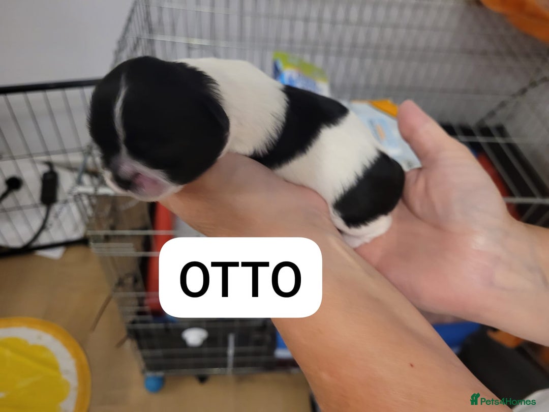 Shih Tzu dogs for sale: Beautiful Shih Tzu Puppies - Image 12