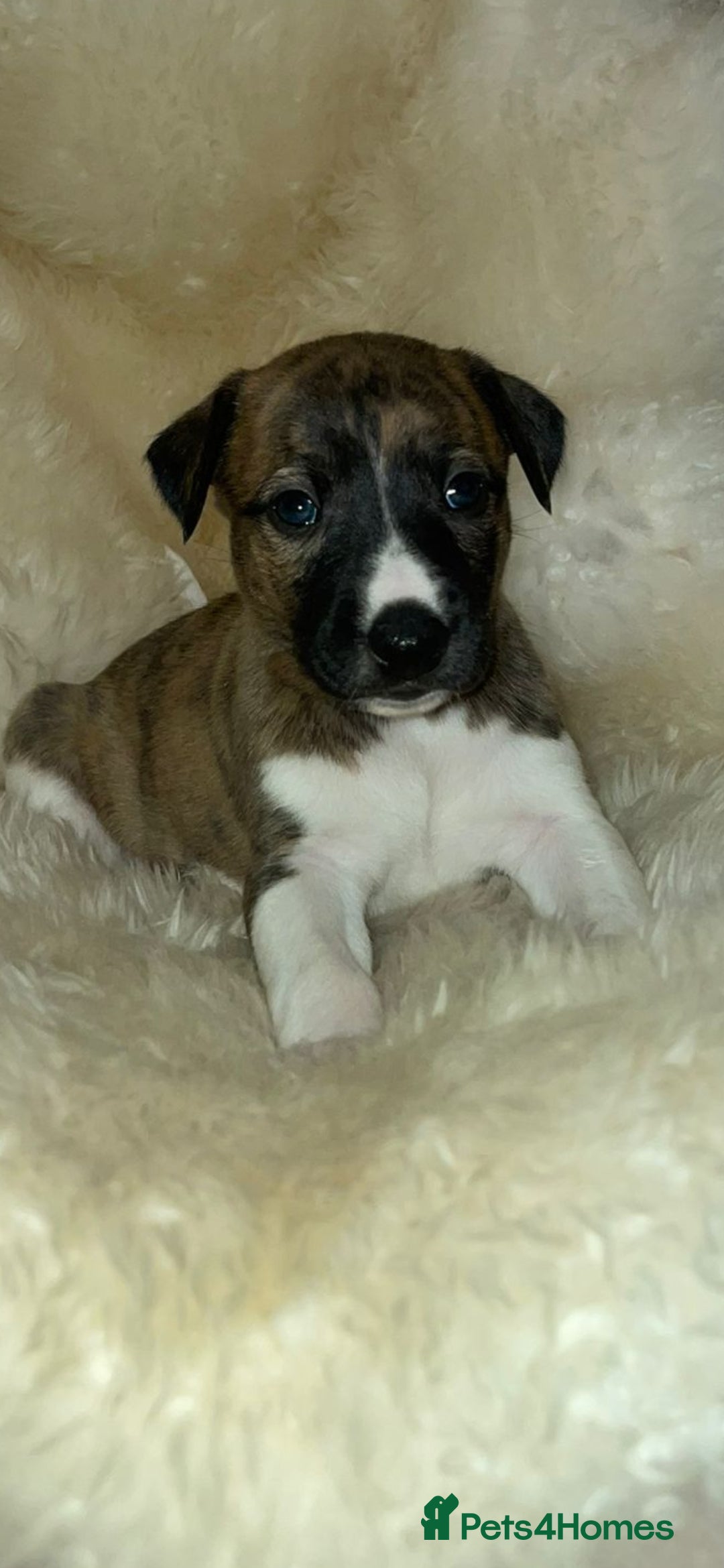 Whippet dogs for sale: KC  REG WHIPPET PUPS - Advert 39