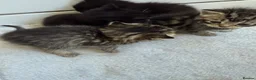 Domestic Shorthair cats for sale: 6 beautiful kittens  - Advert 10