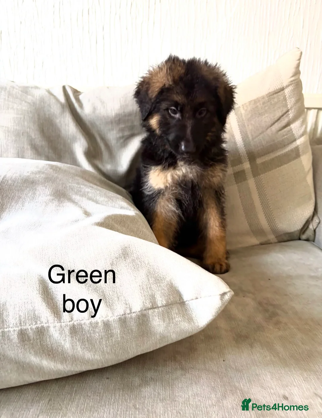 German Shepherd dogs for sale:  KC REGISTERED LONG-COAT GERMAN SHEPHERDS  - Advert 1