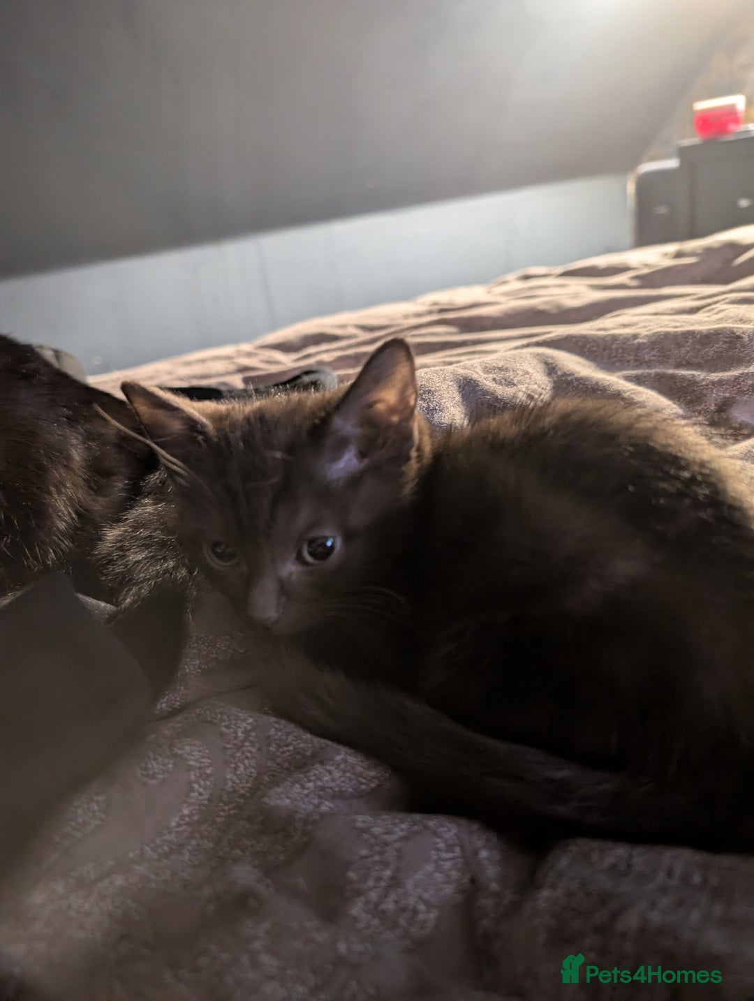 British Shorthair cats for sale: 2 black female cats  - Advert 5