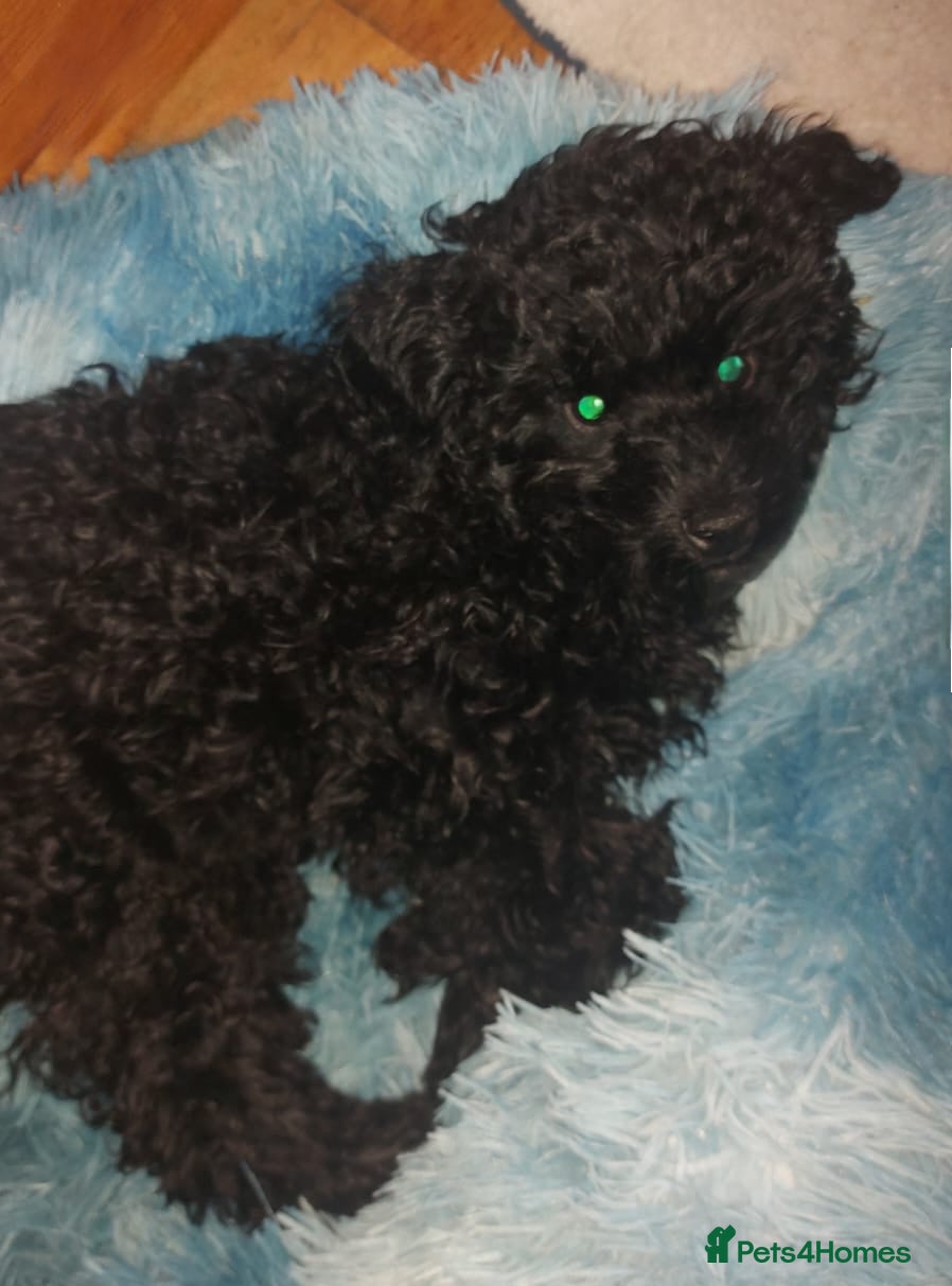 Poodle dogs Small size little boy left. KC Reg Toy Poodles in London - Advert 3