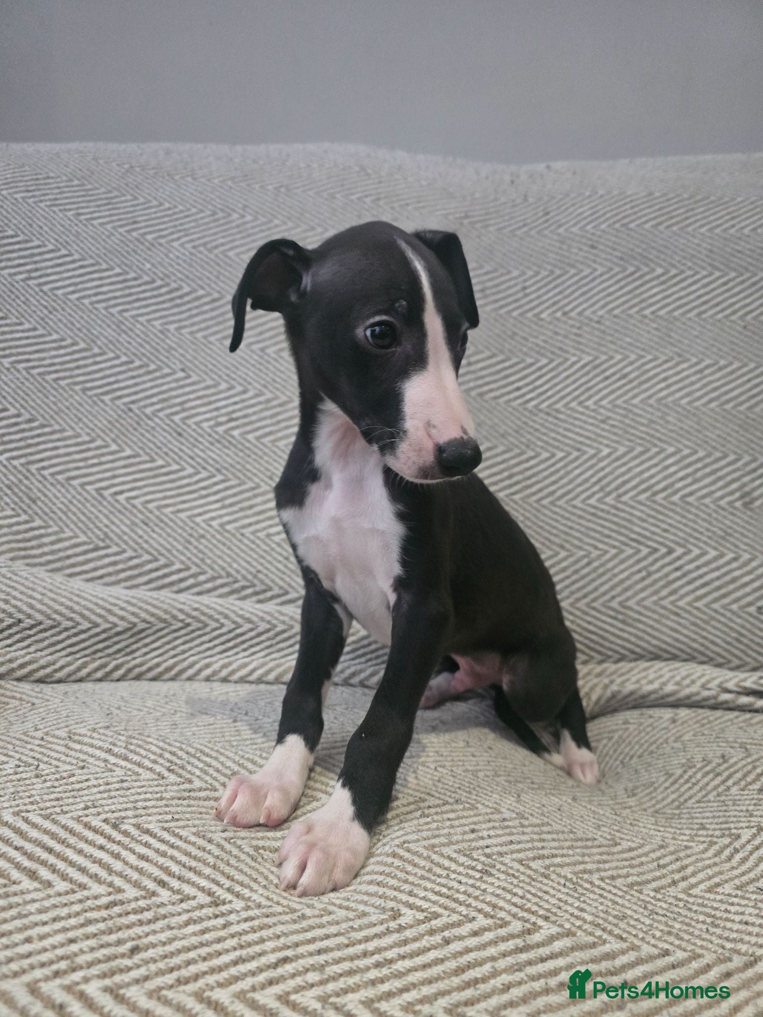 Whippet dogs 🐾Beautiful Whippet Puppies🐾 - Advert 1