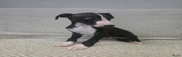 Whippet dogs for sale: 🐾Beautiful Whippet Puppies🐾 - Advert 1
