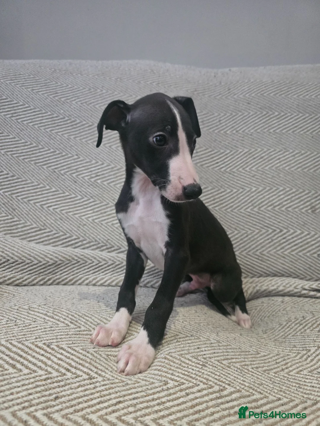 Whippet dogs for sale: 🐾Beautiful Whippet Puppies🐾 - Advert 1