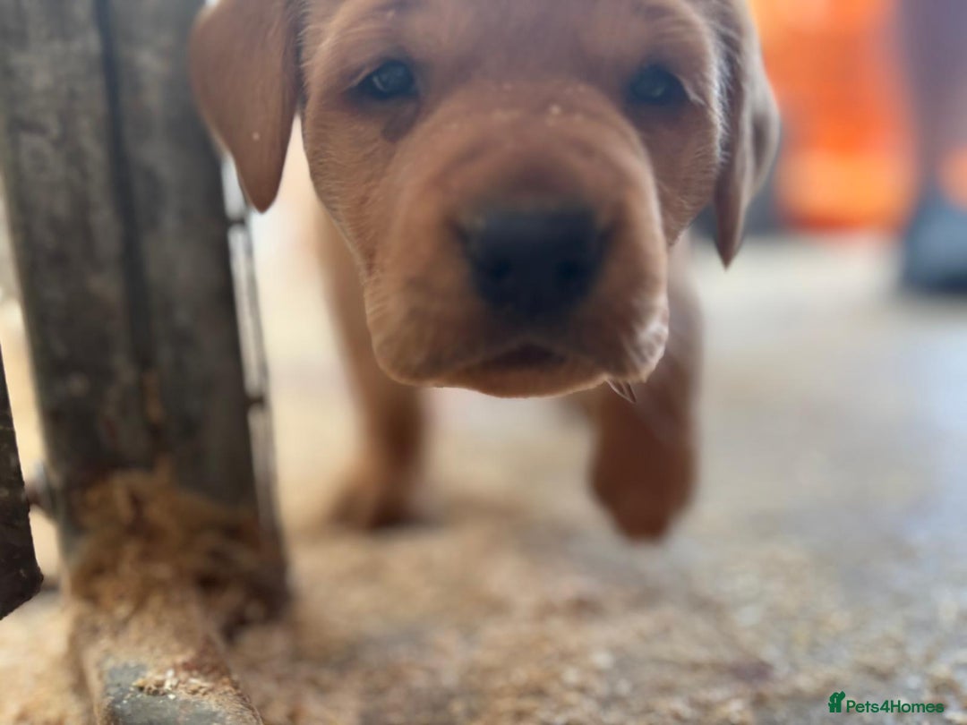 Labrador Retriever dogs for sale: Labrador Kc registered  - Image 7