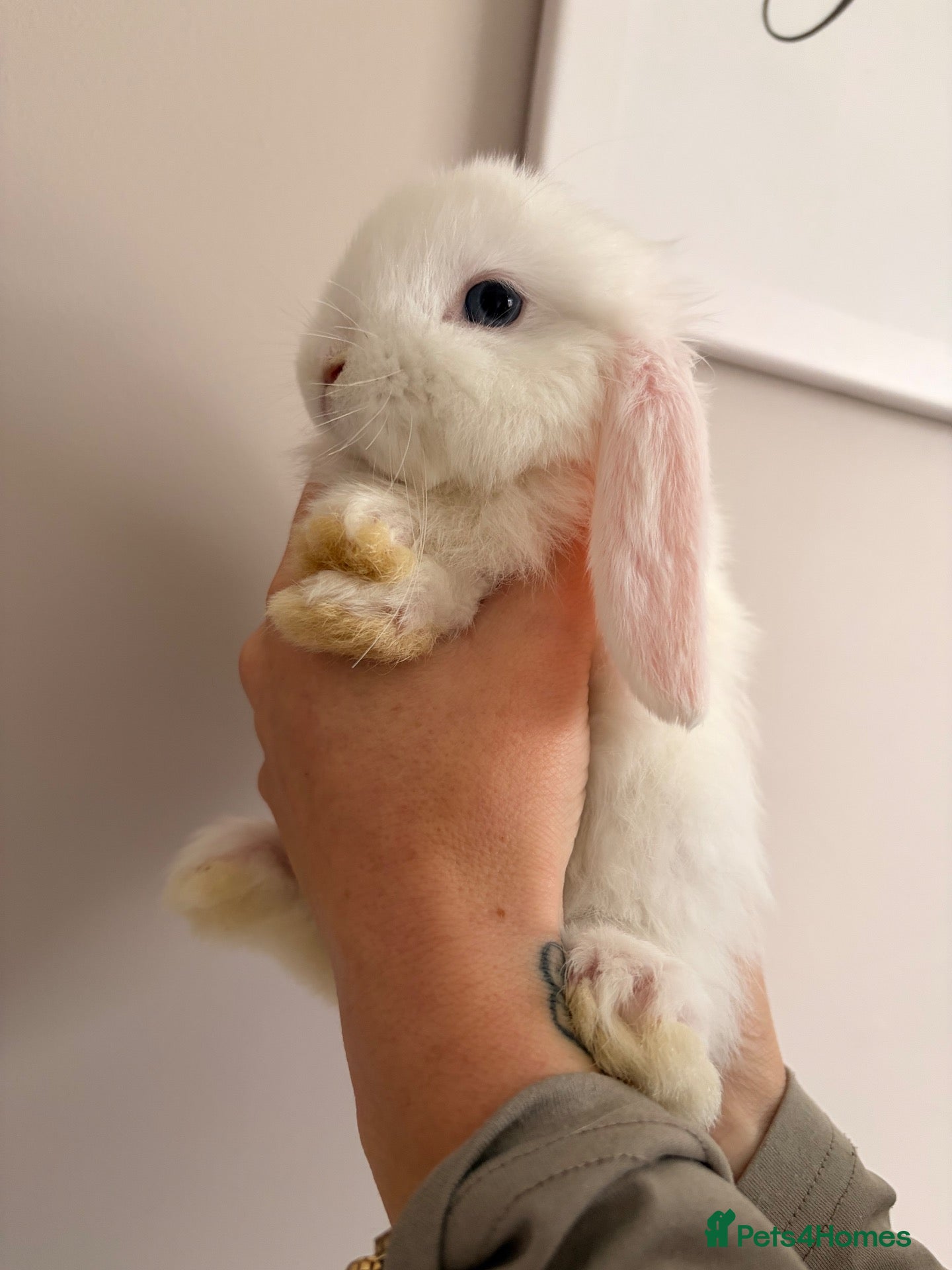 Mini Lop rabbits Beautiful mini lop babies - Advert 1