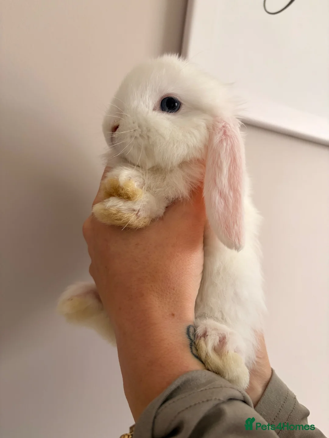 Mini Lop rabbits for sale: Beautiful mini lop babies - Advert 1
