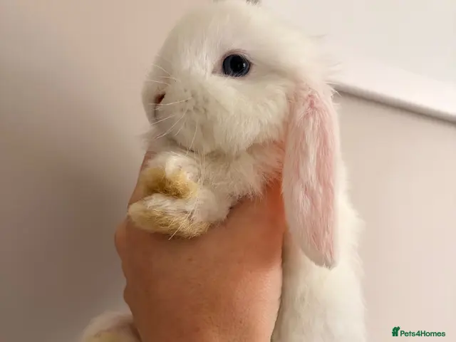 Mini Lop rabbits Beautiful mini lop babies - Advert 1
