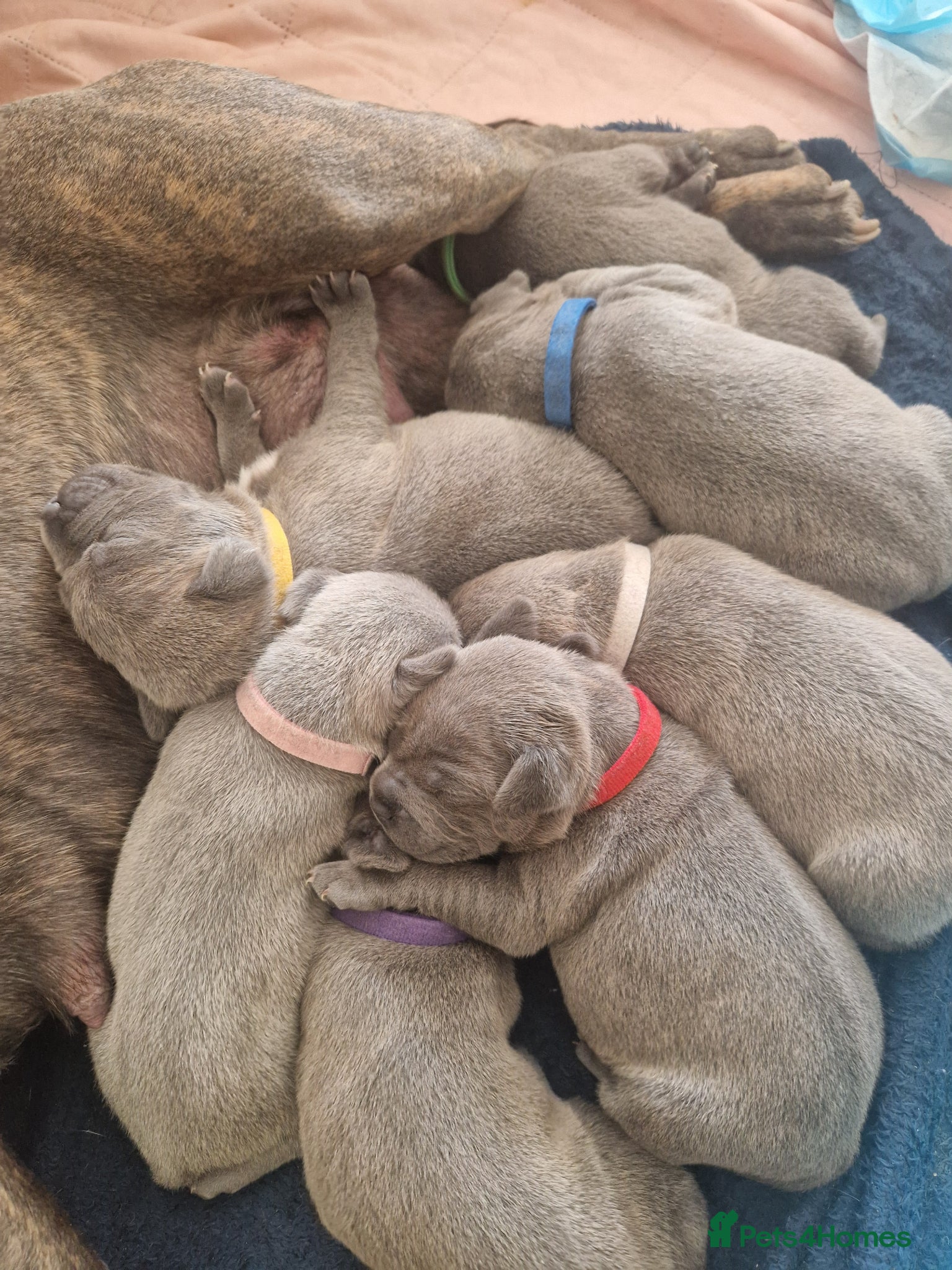 Staffordshire Bull Terrier dogs Blue Staffordshire bull terrier puppies - Advert 18