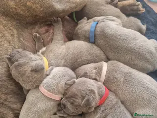 Staffordshire Bull Terrier dogs Blue Staffordshire bull terrier puppies - Advert 18