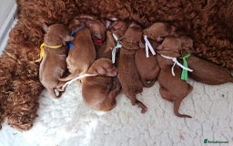 Goldendoodle dogs for sale: 👑Superb Rare Toy/Mini Deepest Red Goldendoodles👑 - Image 21