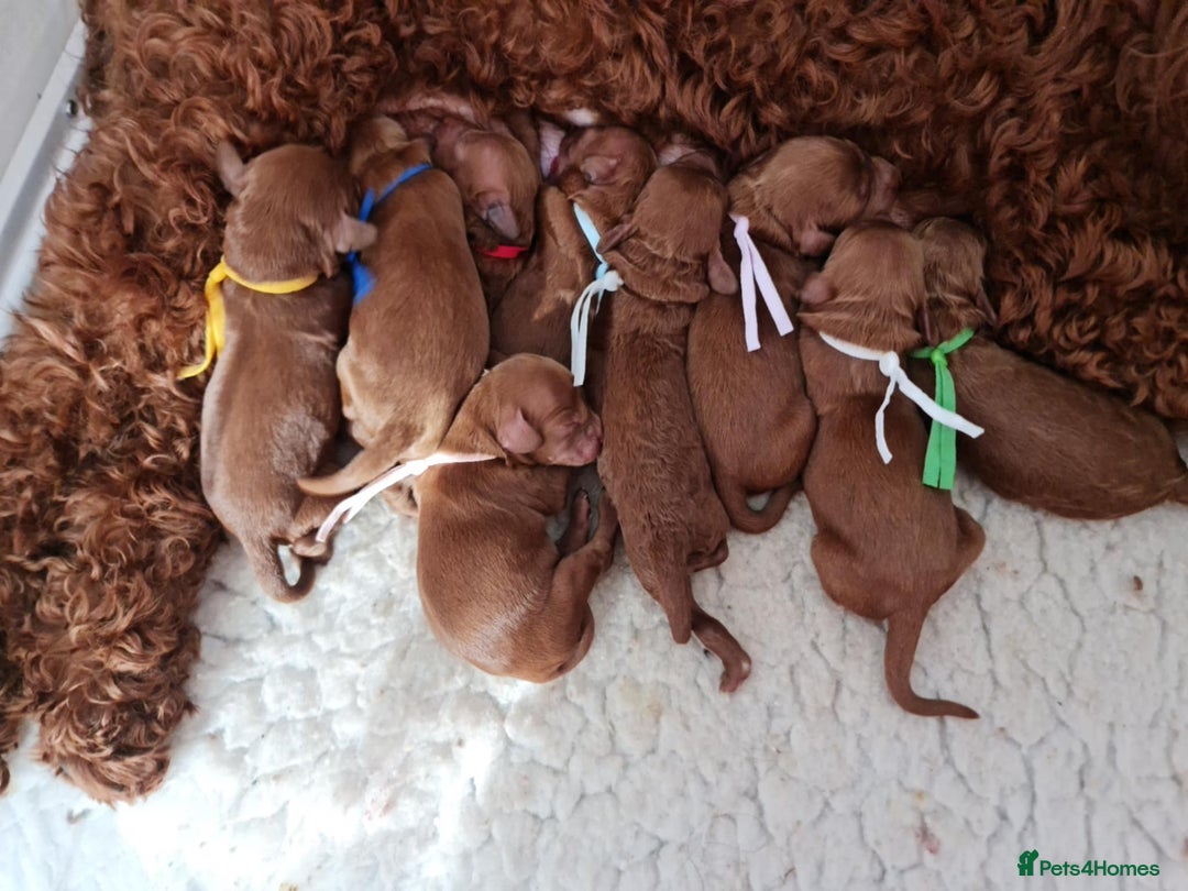 Goldendoodle dogs for sale: 👑Superb Rare Toy/Mini Deepest Red Goldendoodles👑 - Image 21