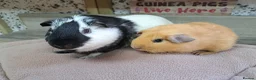 Guinea Pig rodents for sale: Two bonded male guinea pigs - Leeds LS27  - Advert 1