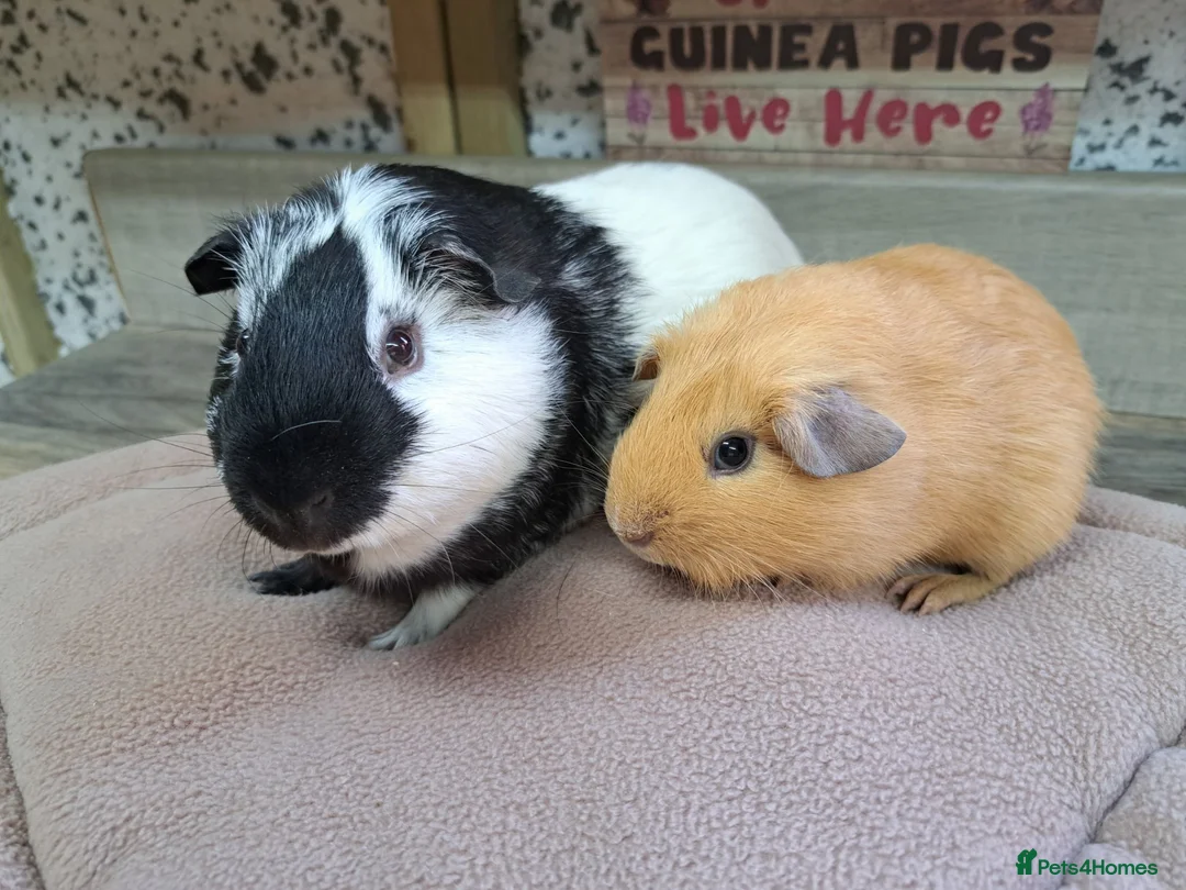 Guinea Pig rodents for sale: Two bonded male guinea pigs - Leeds LS27  - Advert 1