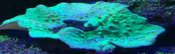 Other/Mixed Breed fish for sale: Marine  set tank shut down  - Advert 7