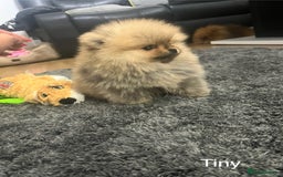 Pomeranian dogs for sale: 🔥Very Tiny(450gr)🧸Top Quality 💎 - Advert 22