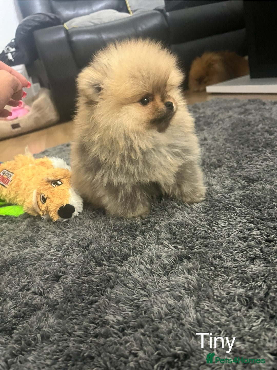 Pomeranian dogs for sale: 🔥Very Tiny(450gr)🧸Top Quality 💎 - Advert 22