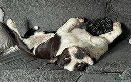 Mixed Breed dogs for sale: 3 year old Staff/Bulldog - Image 5