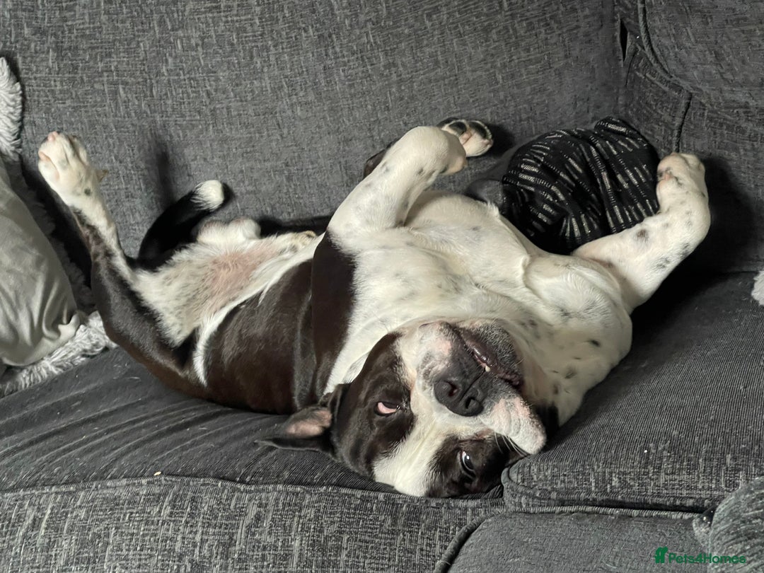Mixed Breed dogs for sale: 3 year old Staff/Bulldog - Image 5