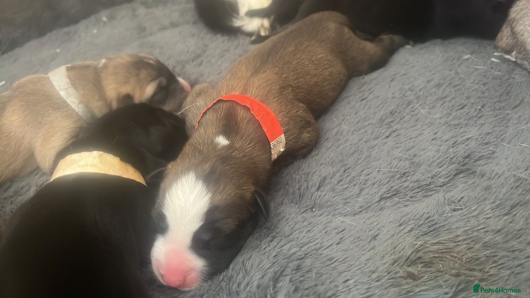 Mixed Breed dogs for sale: Husky/staffi/labrador  - Image 22