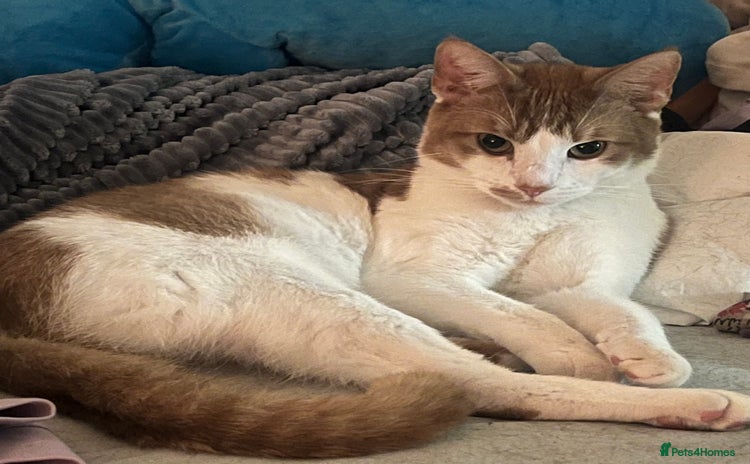 Turkish Van cats - Advert 3