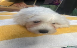 Maltese dogs for sale: Maltese Bichons, 1 Prince left & ready to leave. - Image 4