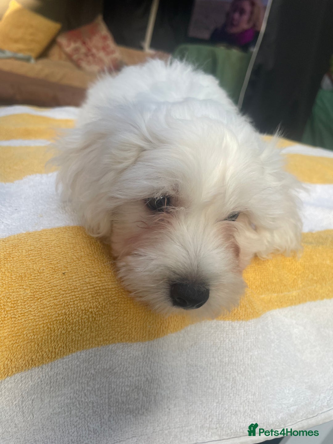 Maltese dogs for sale: Maltese Bichons, 1 Prince left & ready to leave. - Image 4