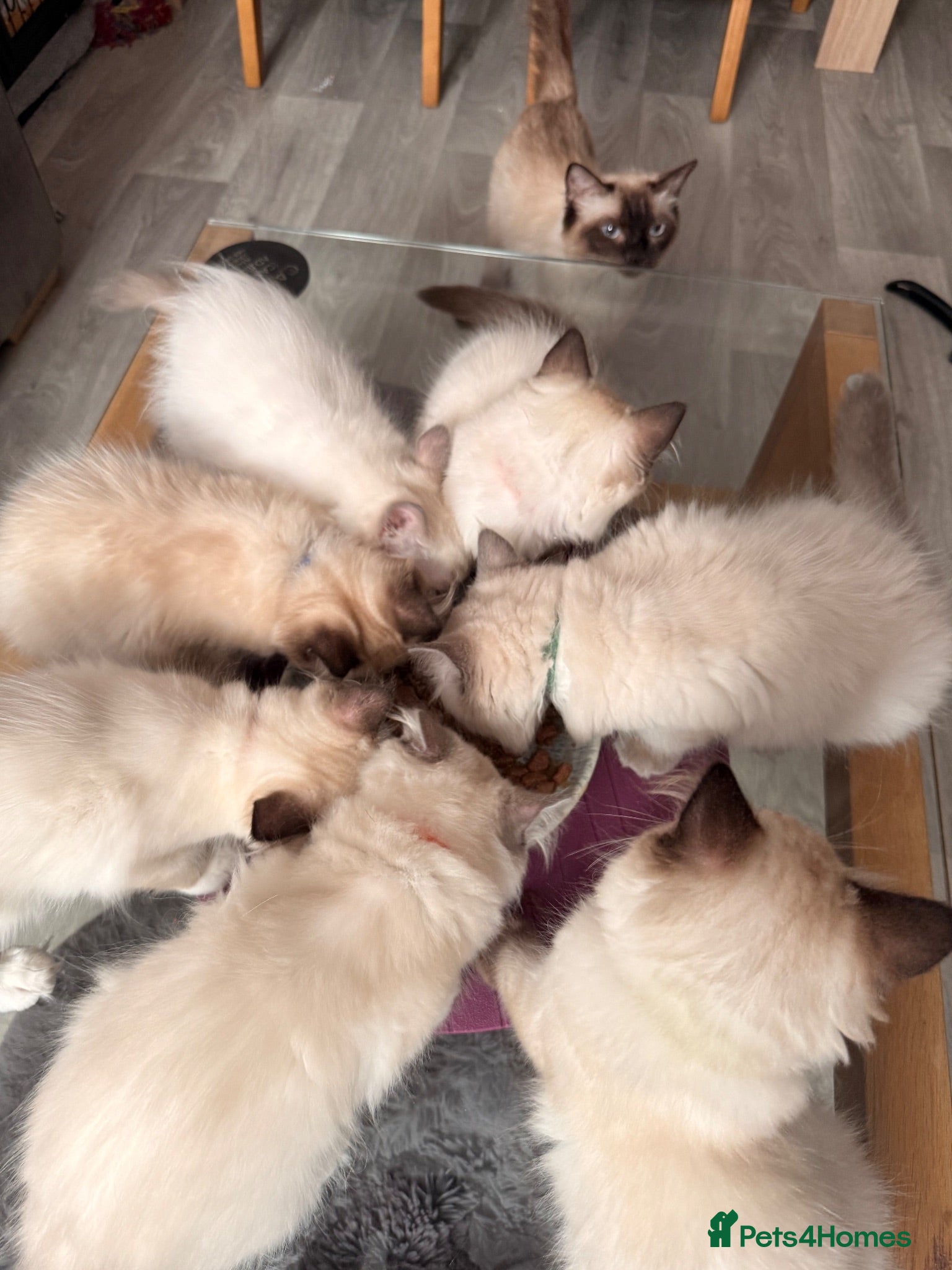 Ragdoll cats Stunning Purebred Ragdoll Kittens - Advert 1