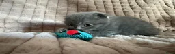 Scottish Fold cats for sale: 3 boys 2 girls  in Spalding - Advert 10