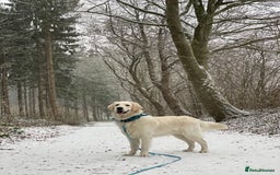Golden Retriever dogs for stud: KC English Cream Golden Retriever Stud - Image 6