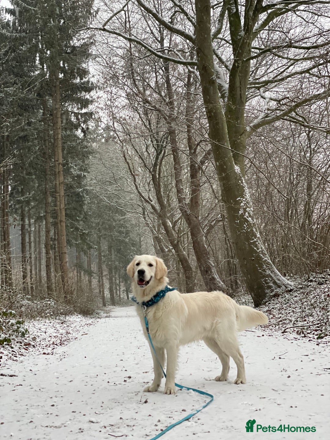Golden Retriever dogs for stud: KC English Cream Golden Retriever Stud - Image 6