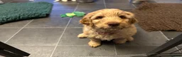 Double Doodle dogs for sale: 1 Gorgeous Girl available: Standard Labradoodle F3 - Advert 15