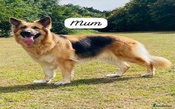 Mixed Breed dogs for sale: Golden Shepherd Puppies for Sale - Image 5