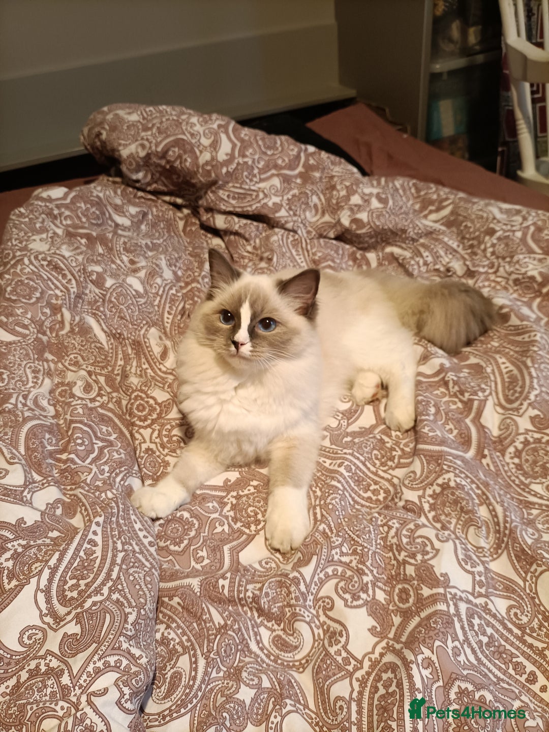 Ragdoll cats for sale: Ragdoll girl - Advert 2