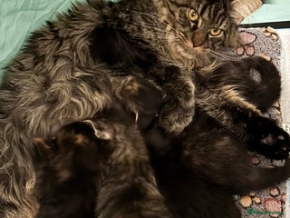 Maine Coon cats Perigee Maine Coon Kittens - Advert 2