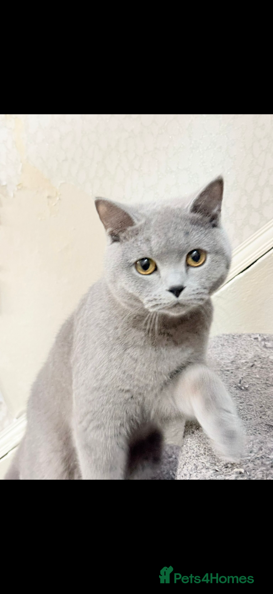 British Shorthair cats Female British shorthair  - Advert 2