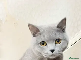 British Shorthair cats Female British shorthair - Advert 1