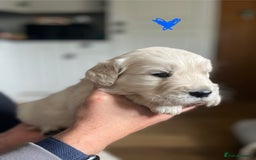 Golden Retriever dogs for sale: 🐾Three stunning golden retriever puppies. 🐾 - Image 10