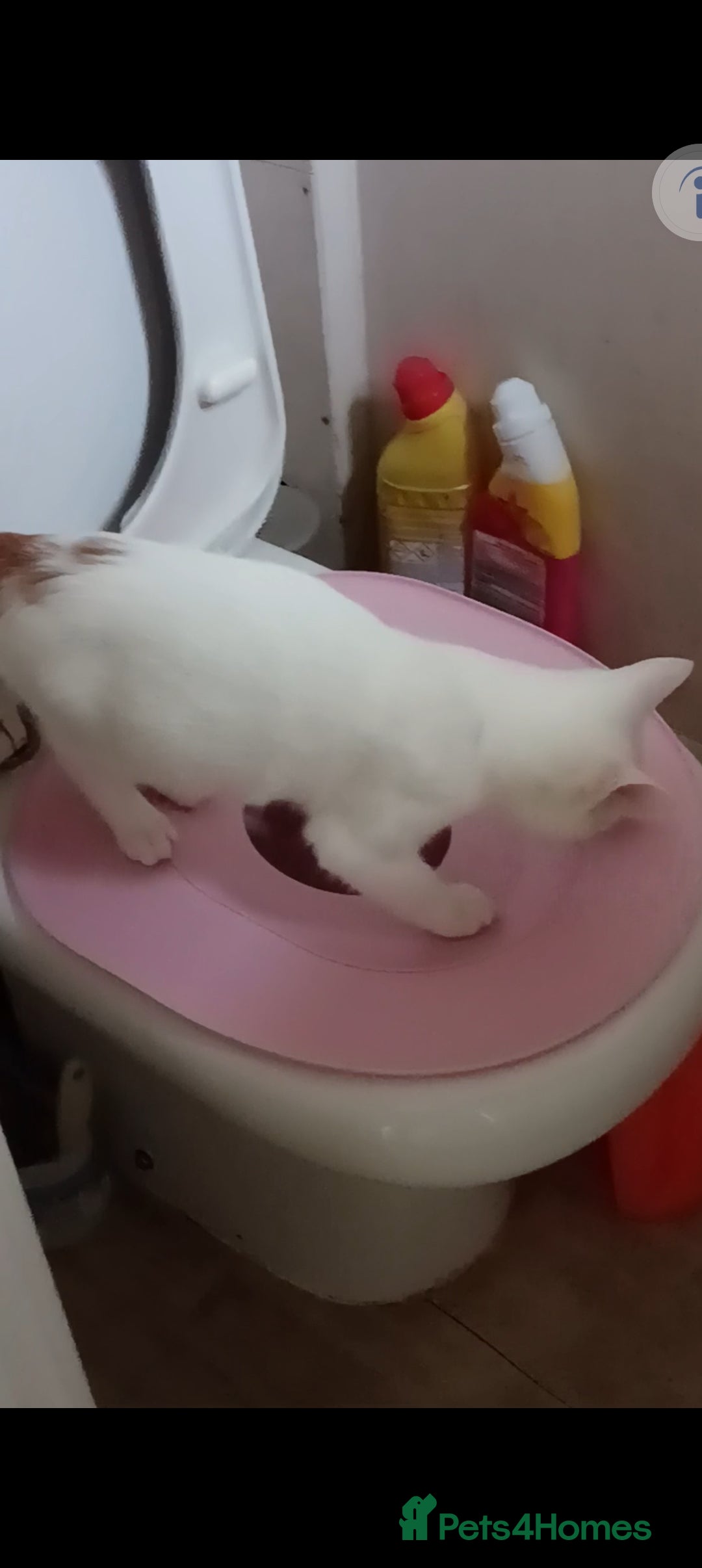Turkish Van cats for sale: Turkish van male kitten  - Advert 1