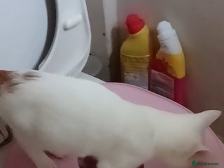 Turkish Van cats Turkish van male kitten - Advert 2