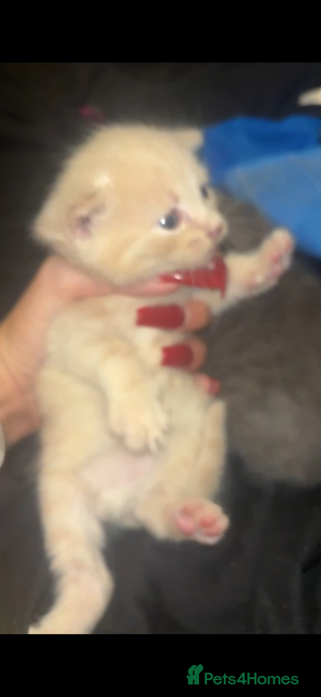 British Shorthair cats for sale: Cross British shorthair MALE ONLY ready!!!❌❌❌❌ - Image 10