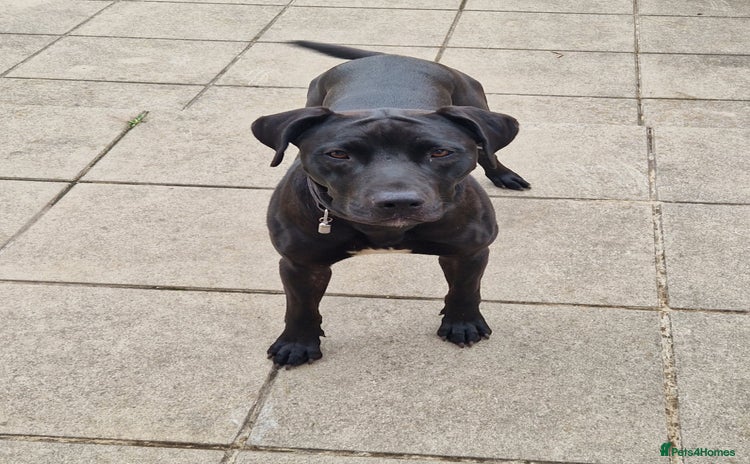 Mixed Breed dogs - Advert 1