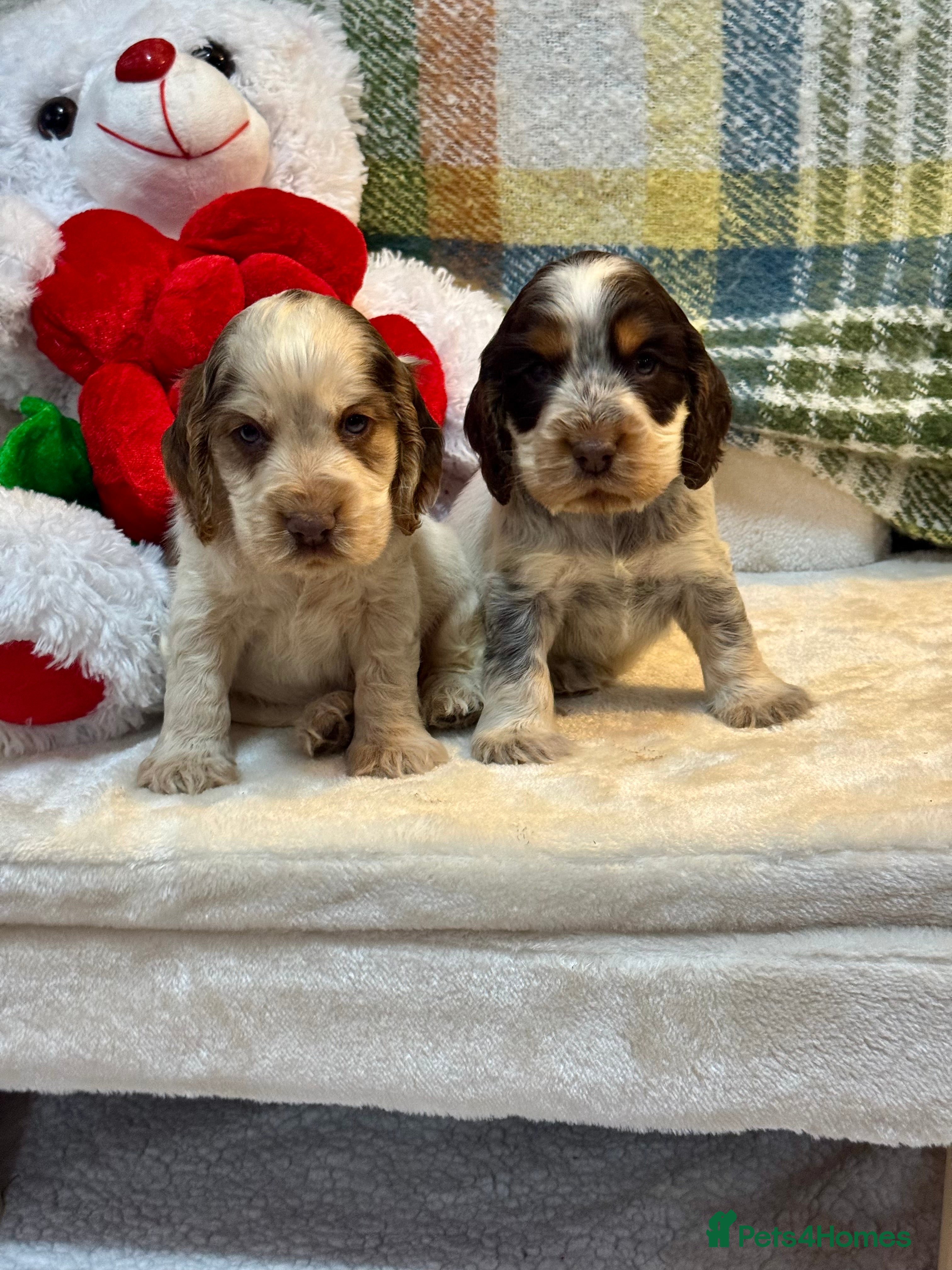 Cocker Spaniel dogs 4 gorgeous show type cocker spaniel dna clear  - Advert 6