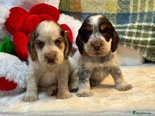 Cocker Spaniel dogs 4 gorgeous show type cocker spaniel dna clear - Advert 3