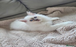 Birman cats for sale: Birman babies ready now. 26 years experience  in Billingham - Image 7